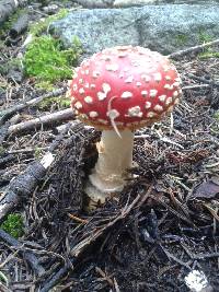 Amanita muscaria image