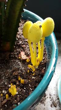 Leucocoprinus birnbaumii image