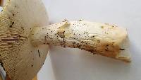 Amanita calyptroderma image