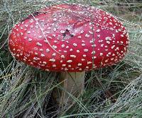 Amanita muscaria image