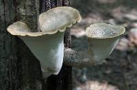 Polyporus squamosus image