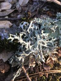 Evernia prunastri image