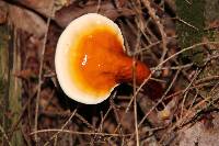 Ganoderma lucidum image