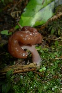 Gyromitra tasmanica image