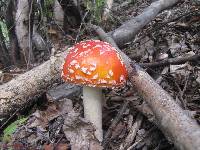 Amanita muscaria image