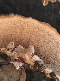 Trametes versicolor image