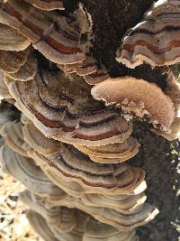 Trametes versicolor image