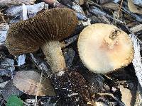 Agrocybe putaminum image