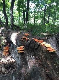 Laetiporus sulphureus image