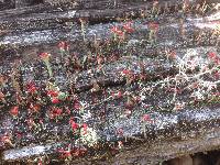 Cladonia cristatella image