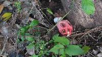 Clathrus ruber image