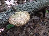 Ganoderma applanatum image