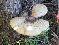 Polyporus squamosus image