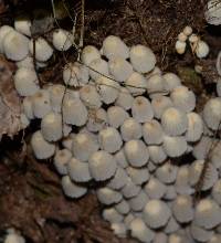 Mycena galericulata image