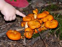 Omphalotus illudens image