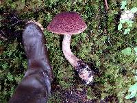 Image of Boletus mirabilis