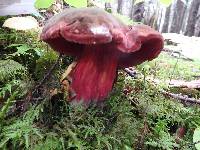 Boletus luridiformis image