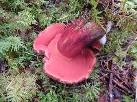 Boletus luridiformis image