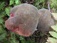 Boletus luridiformis image