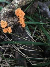 Favolaschia calocera image