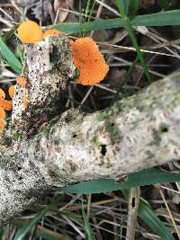 Favolaschia calocera image