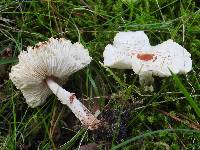 Lepiota cristata image