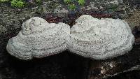 Fomes fomentarius image