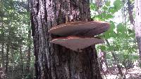 Ganoderma applanatum image