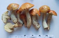 Boletus longicurvipes image