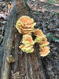 Laetiporus sulphureus image