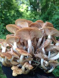 Armillaria tabescens image