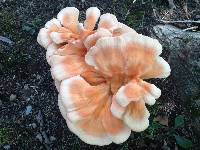 Laetiporus cincinnatus image