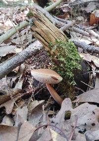 Austroboletus gracilis image