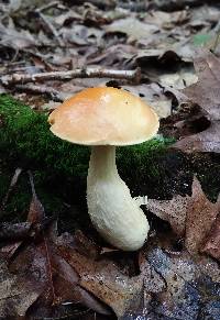 Boletus longicurvipes image