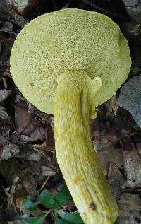 Retiboletus ornatipes image