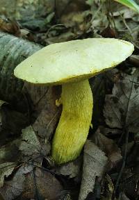 Retiboletus ornatipes image