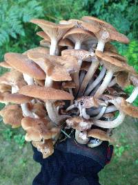 Armillaria tabescens image