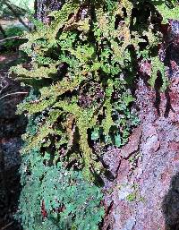 Lobaria pulmonaria image