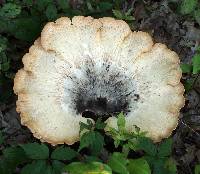 Polyporus squamosus image