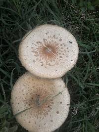 Chlorophyllum molybdites image