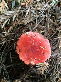 Russula sanguinaria image