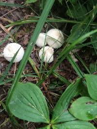 Lycoperdon perlatum image