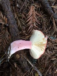 Russula sanguinaria image