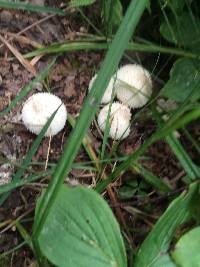 Lycoperdon perlatum image