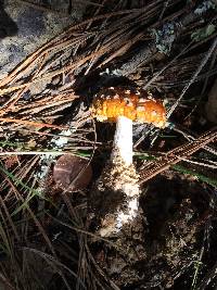 Amanita muscaria subsp. flavivolvata image