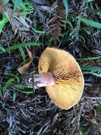 Lactarius deliciosus image