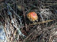 Amanita muscaria subsp. flavivolvata image