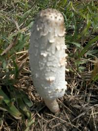 Coprinus comatus image