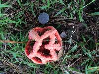 Clathrus ruber image