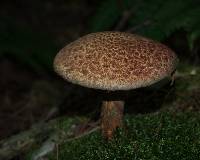 Suillus pictus image